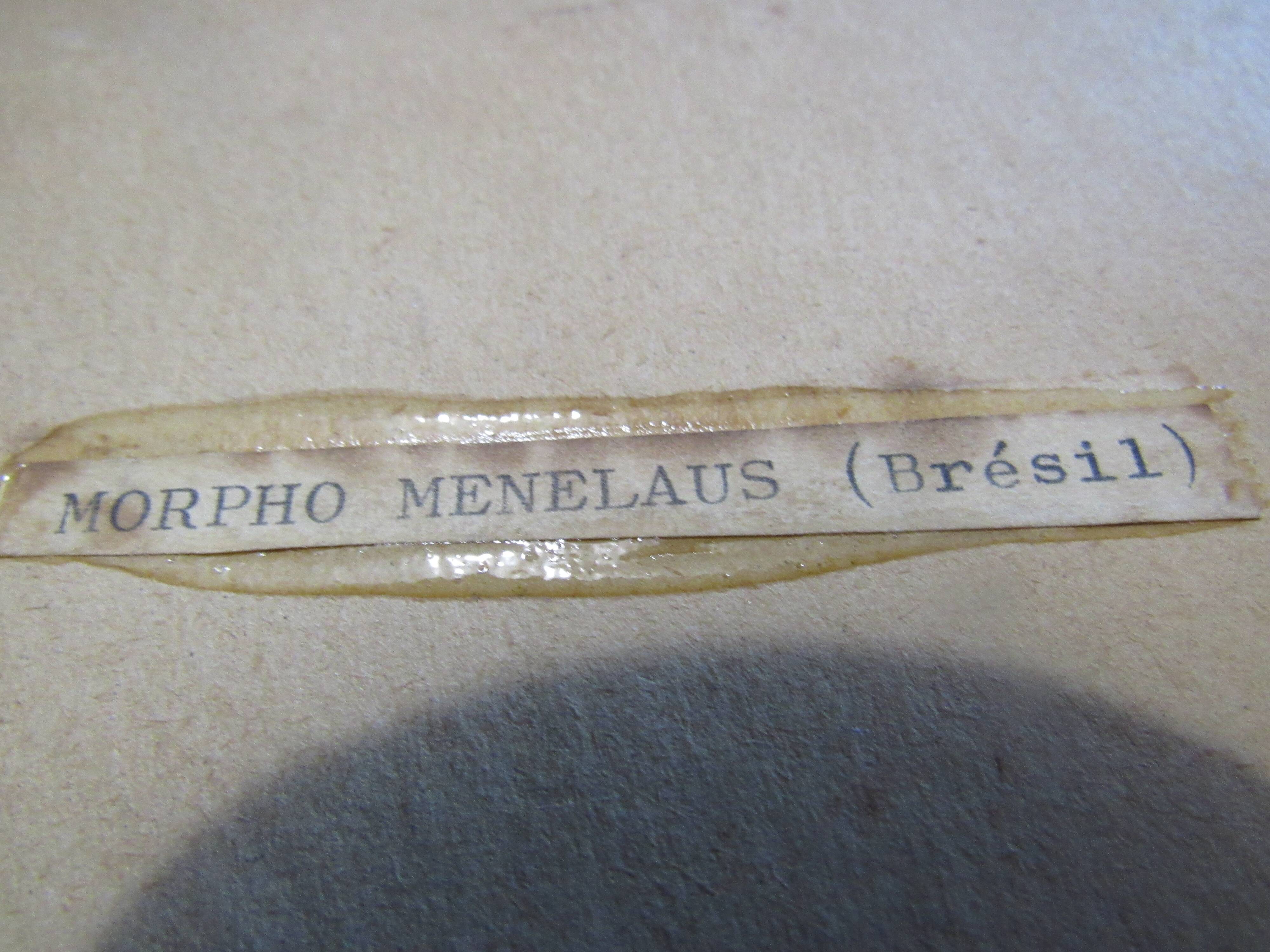 Butterfly morpho menelaus  taxidermy (Brazil)