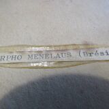 Butterfly morpho menelaus  taxidermy (Brazil)