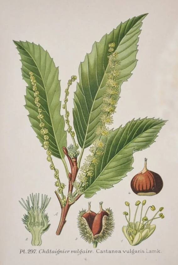 Planche de botanique Châtaignier