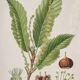 Planche de botanique Châtaignier