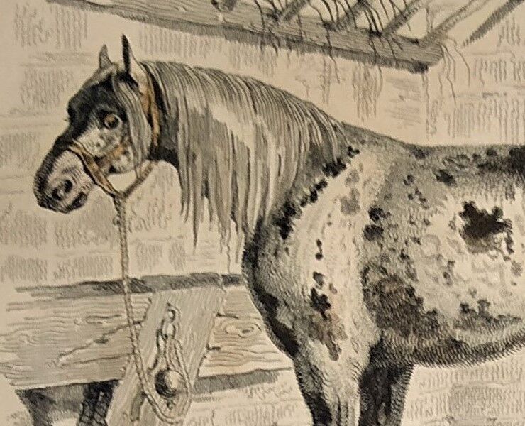 Original zoological frame engraving of 1839 " tait's horse,.... "