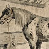 Original zoological frame engraving of 1839 " tait's horse,.... "
