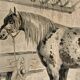 Original zoological frame engraving of 1839 " tait's horse,.... "