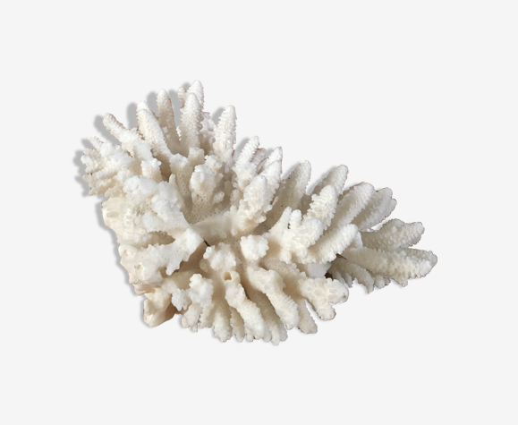 Corail blanc