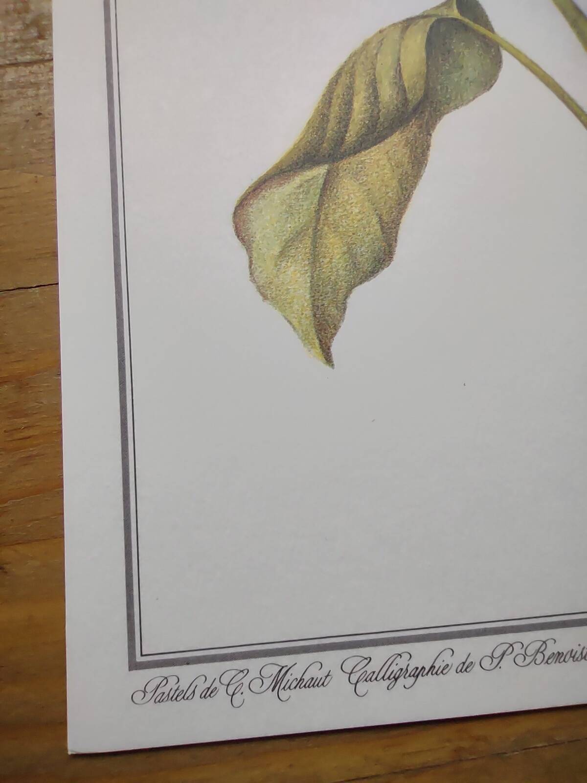 Botanical engraving -Dieffenbachia seguine- Illustration of medicinal plants. Pastels by C.Michaut
