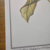 Botanical engraving -Dieffenbachia seguine- Illustration of medicinal plants. Pastels by C.Michaut