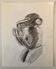 Dessin Sculpture Singe Africain