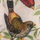 Painting printing birds