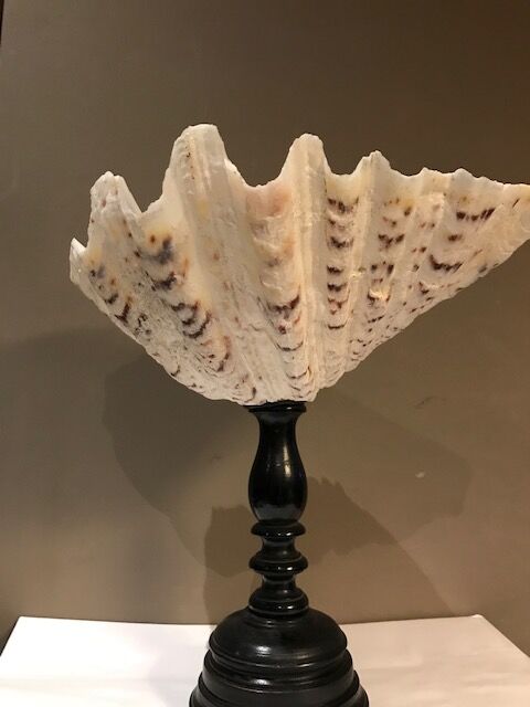 Clam mounted in vacuum pocket