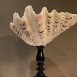 Clam mounted in vacuum pocket