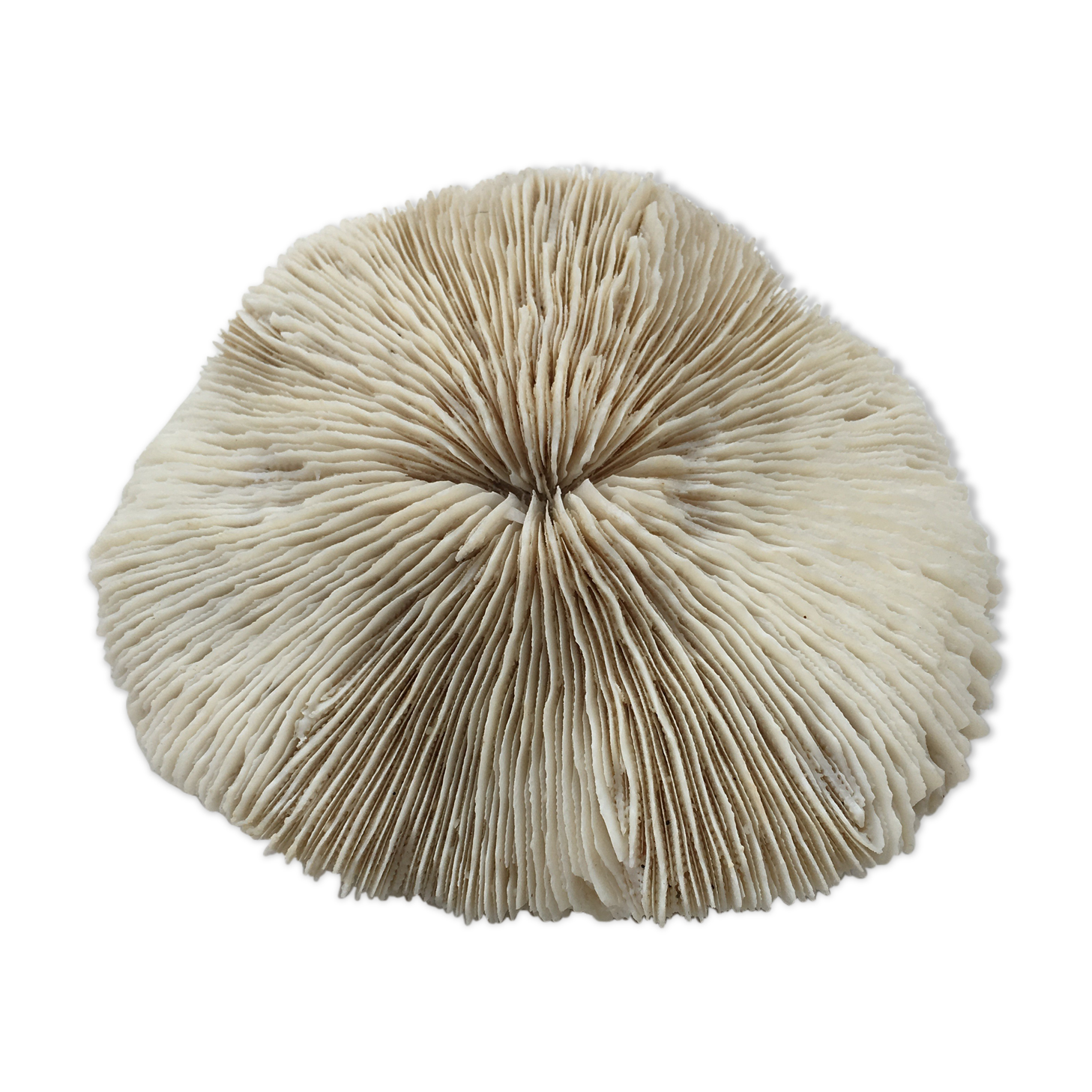 Great coral Fungia