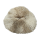 Great coral Fungia