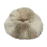 Great coral Fungia