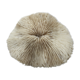 Great coral Fungia