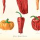 Poster about chili peppers, based on an old engraving from 1886.