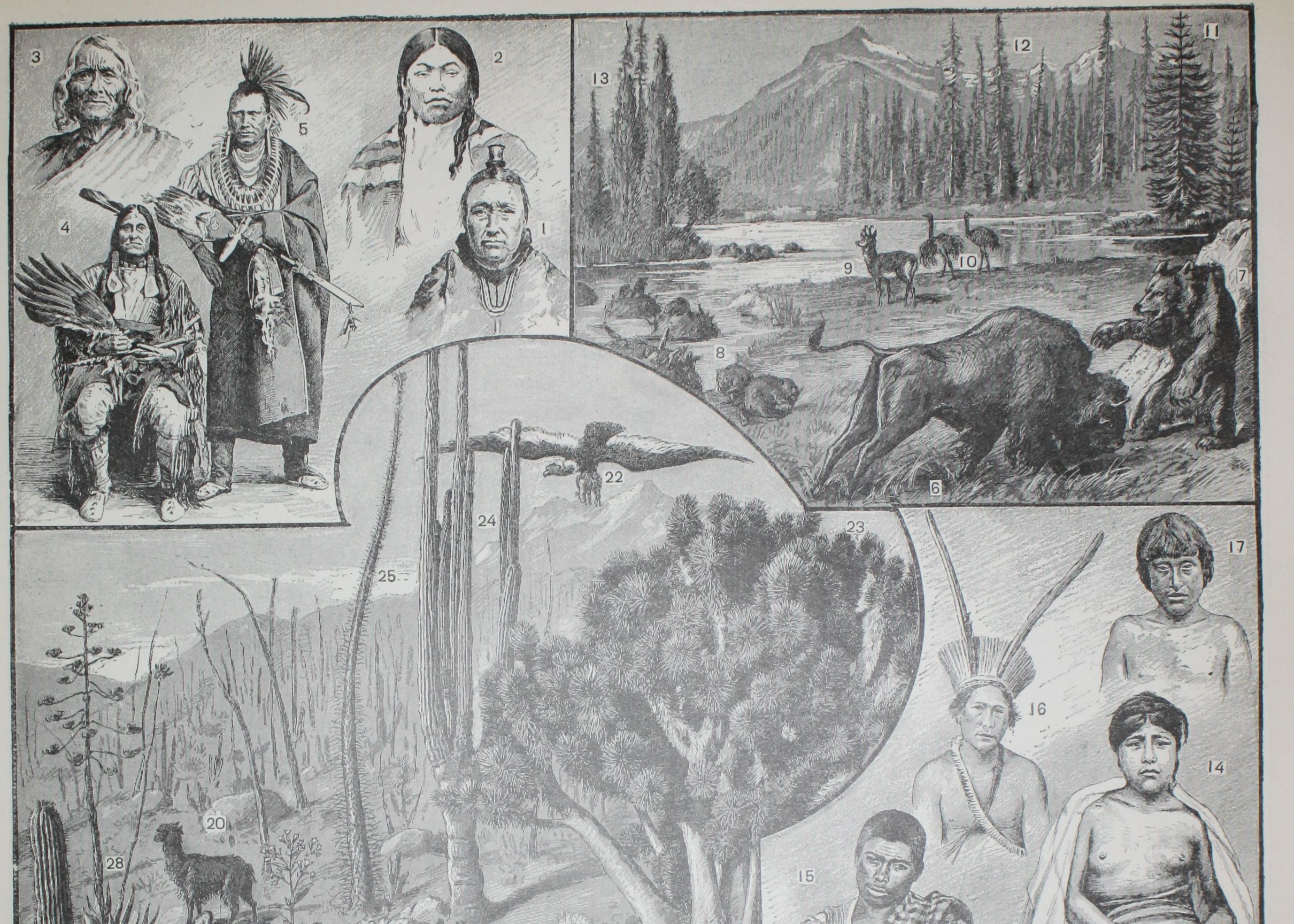 Engraving • America, tribe, fauna and flora • Original lithograph of 1898