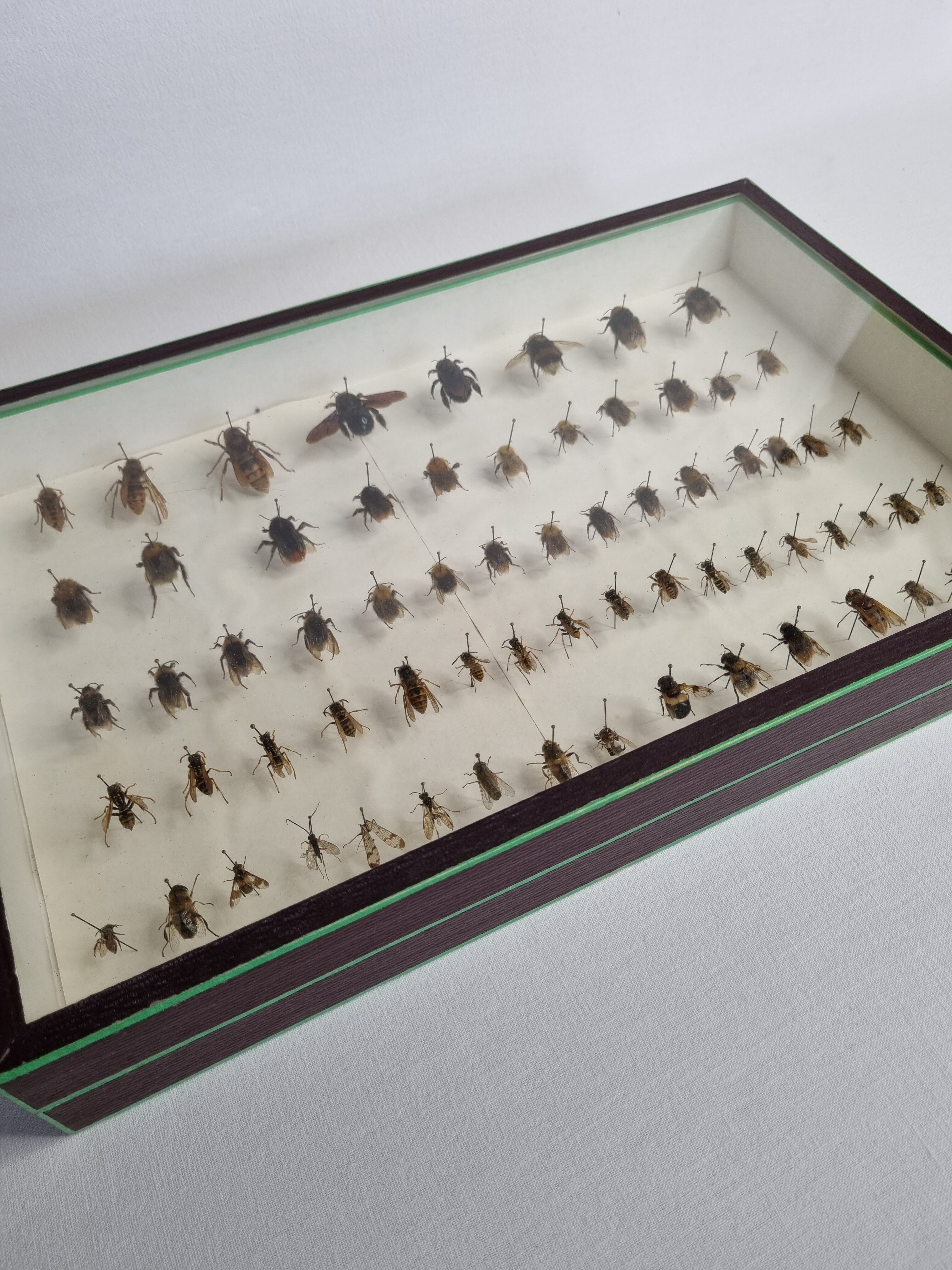 Collection d'entomologiste 67 variétés d'hyménoptères