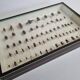 Collection d'entomologiste 67 variétés d'hyménoptères