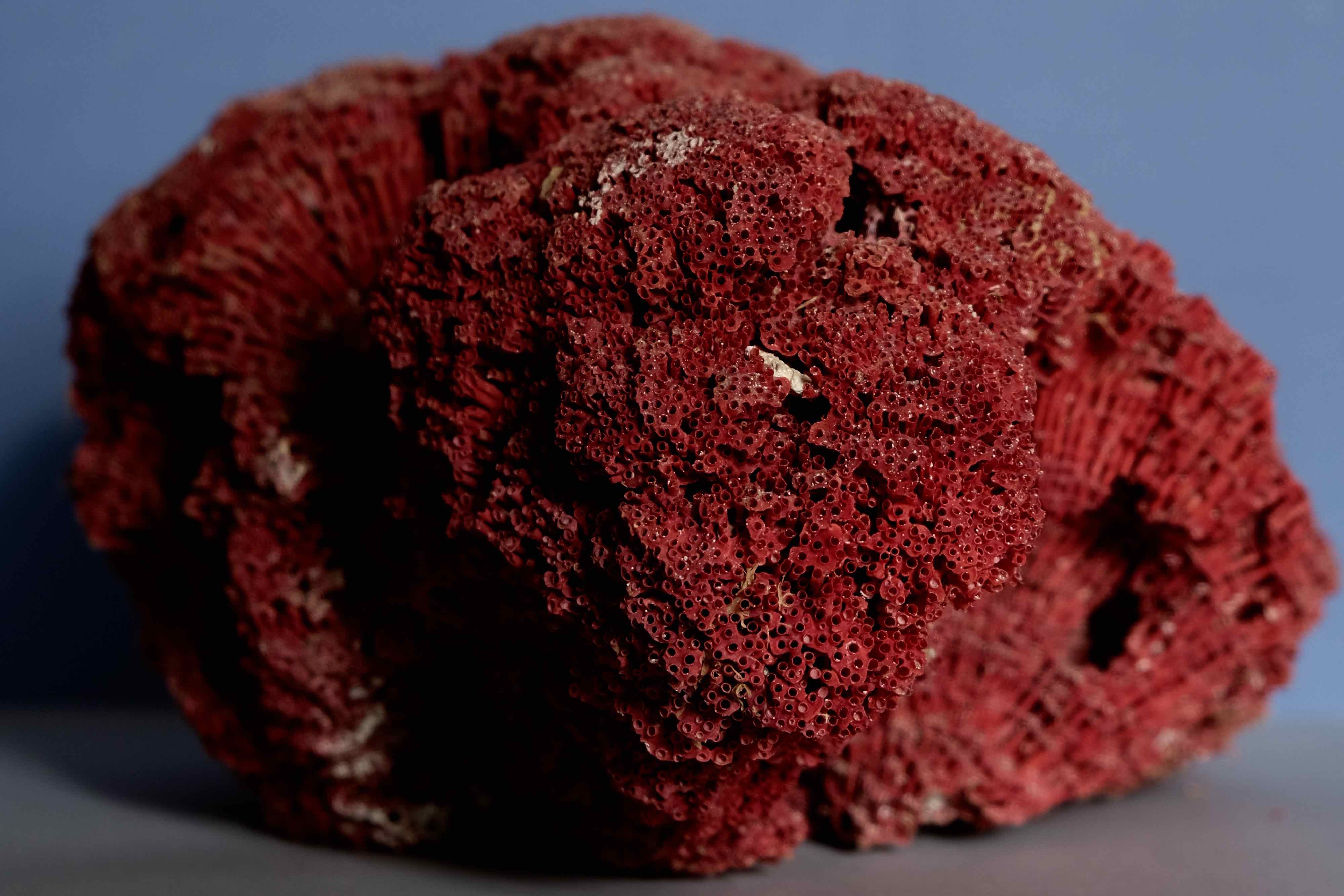 Massive coral Tubipora Musica color red, old