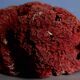 Massive coral Tubipora Musica color red, old
