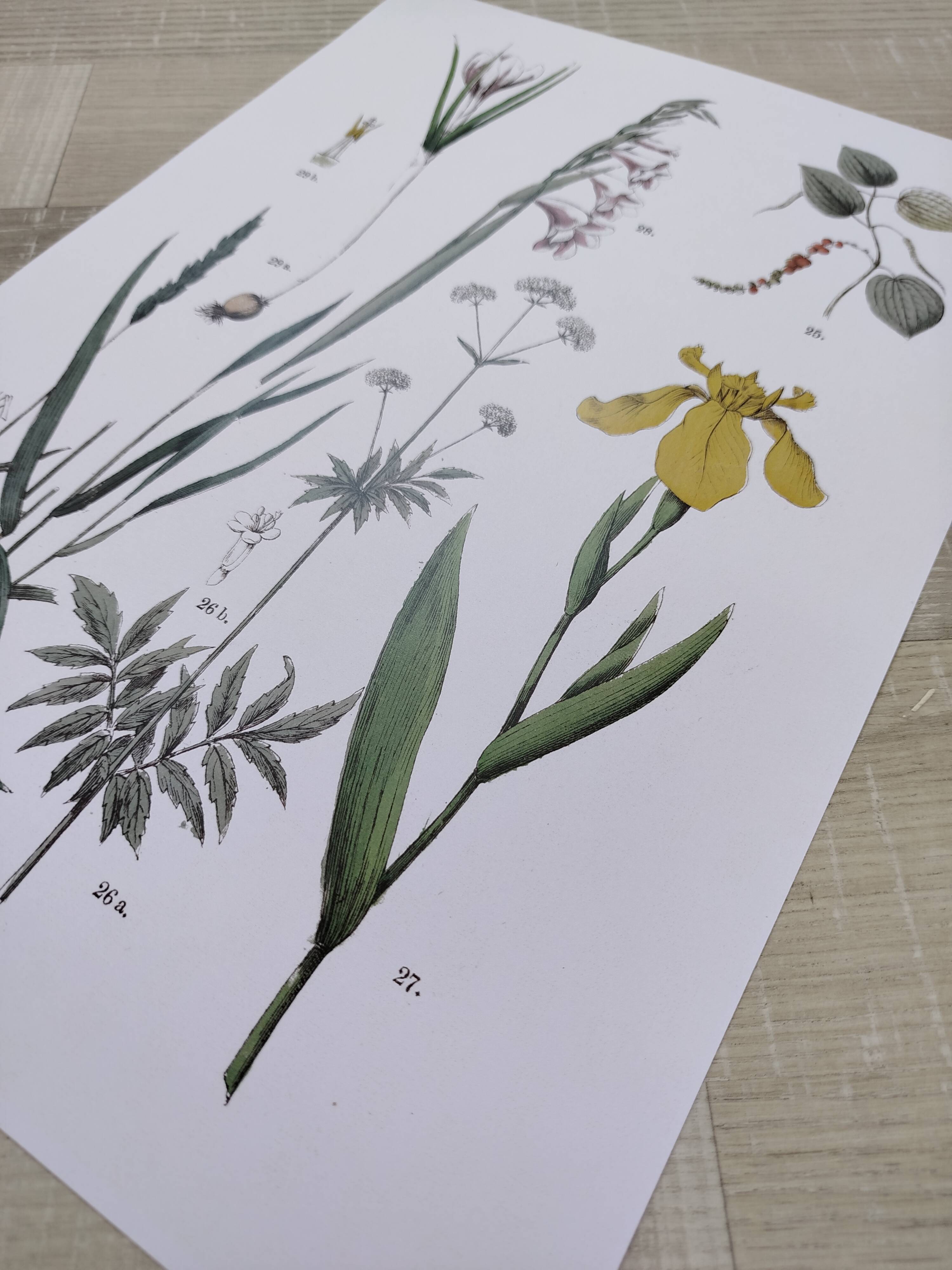 Plant poster based on an 1881 engraving "iris"