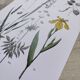 Plant poster based on an 1881 engraving "iris"