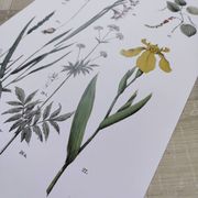 Affiche sur les plantes d'après une gravure de 1881 "iris"
