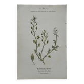 Botanical Plate 1800 Old Naturalist Engraving 19th Century Double-Sided