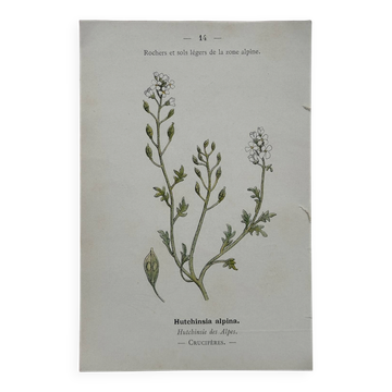 Planche Botanique 1800 Gravure naturaliste ancienne 19eme recto verso