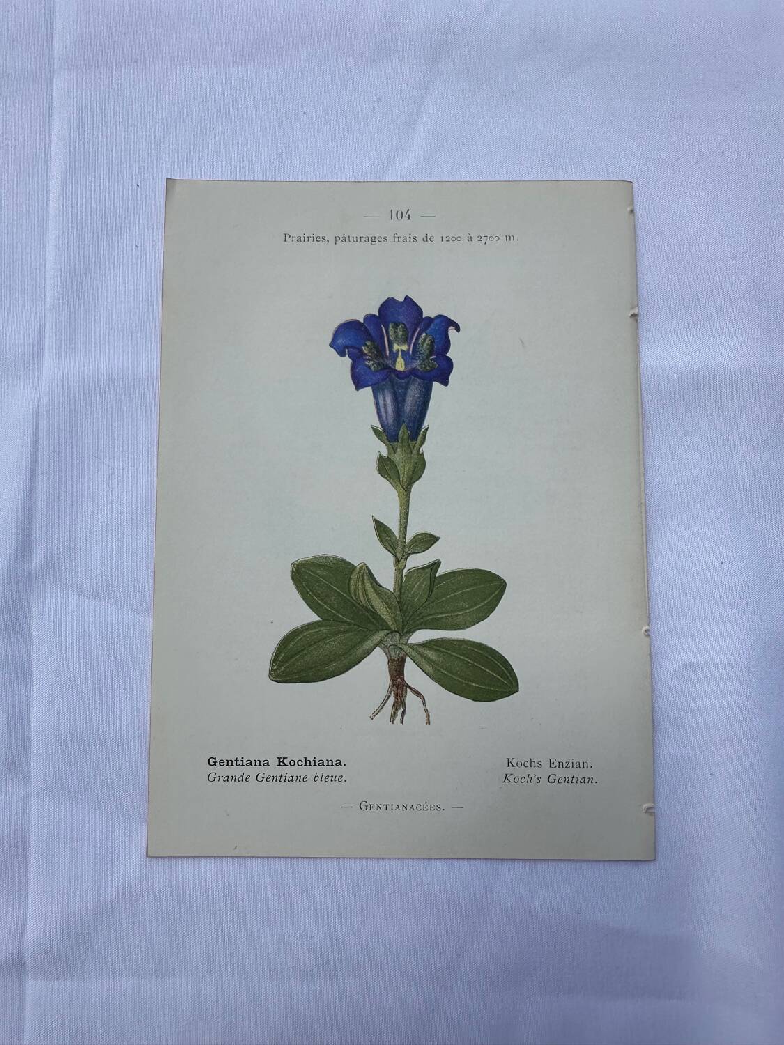 Botanical plate France 1800 vintage naturalist engraving double-sided