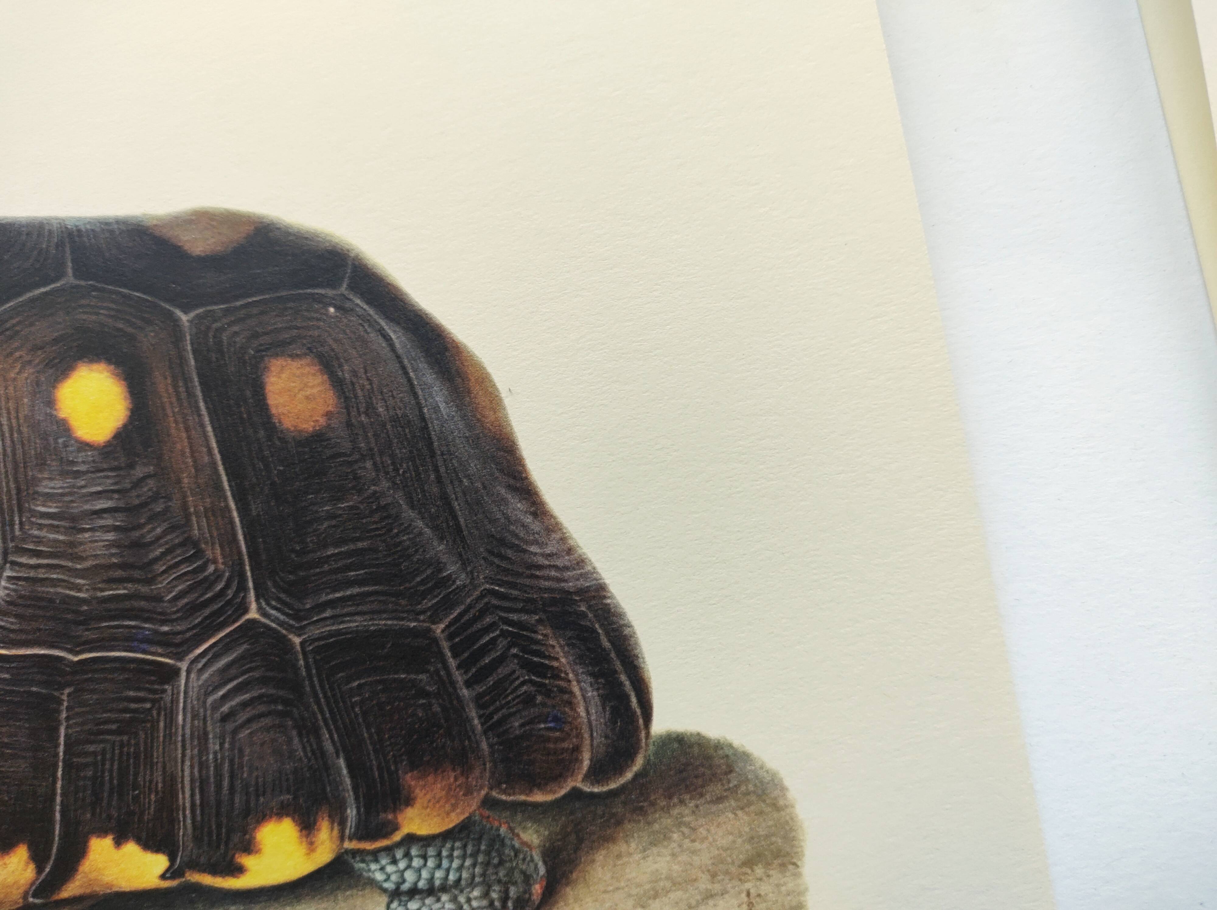 Old board - Sable turtle - Zoological illustration of vintage reptiles from 1970