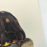 Old board - Sable turtle - Zoological illustration of vintage reptiles from 1970