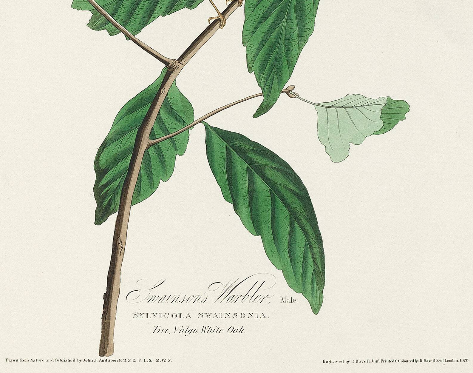 Poster for Swainson's Warbler, after an old engraving from 1827.