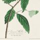 Poster for Swainson's Warbler, after an old engraving from 1827.