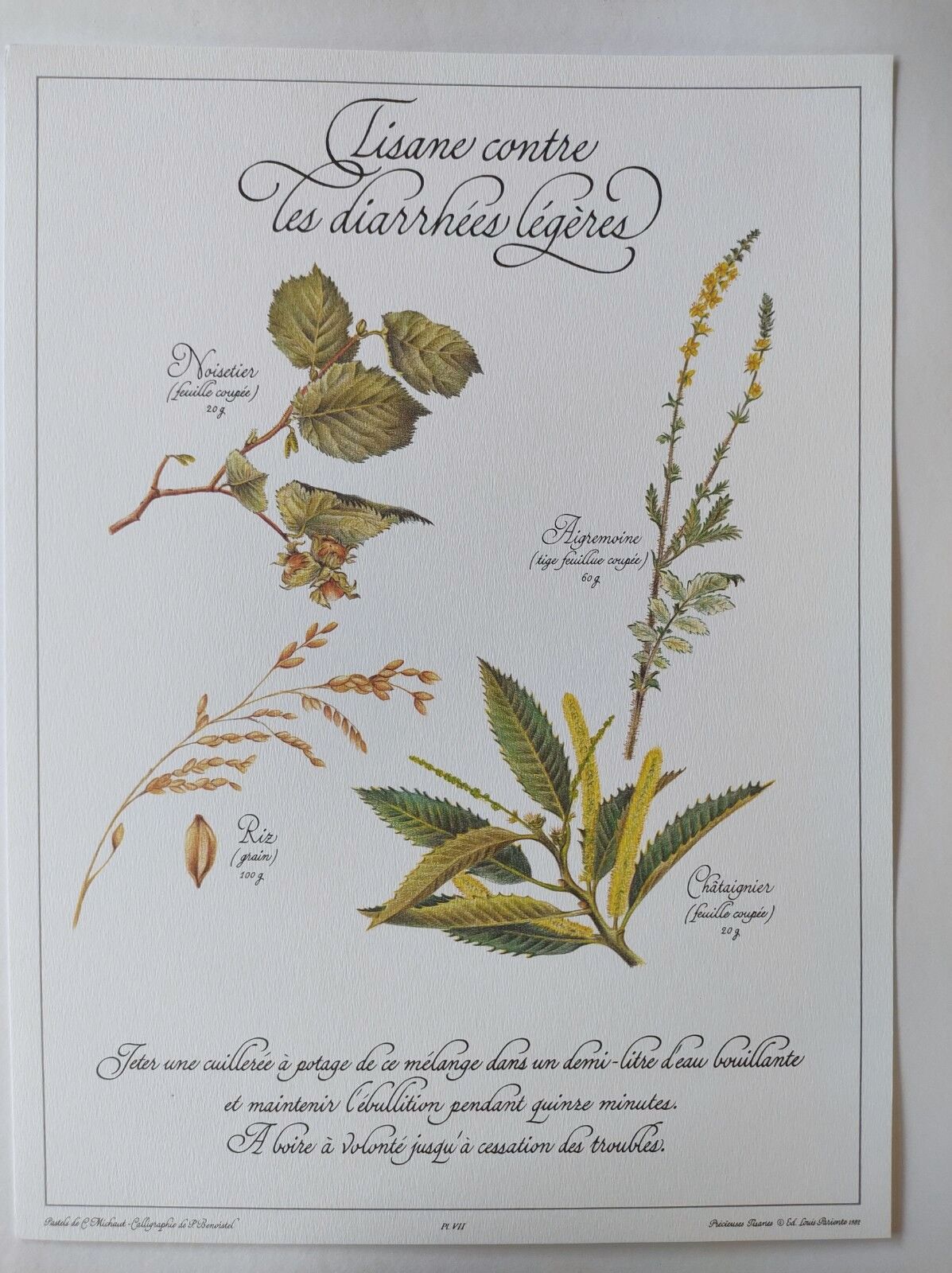 Botanical engraving -Herbal tea against diarrhea- Illustration of medicinal plants and herbs