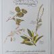 Botanical engraving -Herbal tea against diarrhea- Illustration of medicinal plants and herbs
