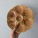 Set of 3 vintage brown Sarreguemines majolica oyster plates.