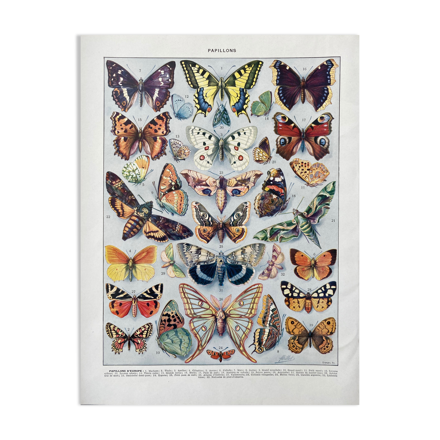 Illustration ancienne Millot "papillons"