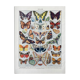 Illustration ancienne Millot "papillons"