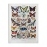 Old illustration Millot "butterflies"