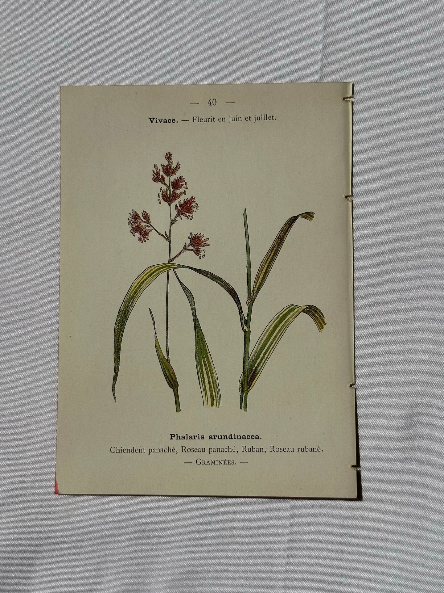 Botanical engraving naturalist plate French flower double-sided