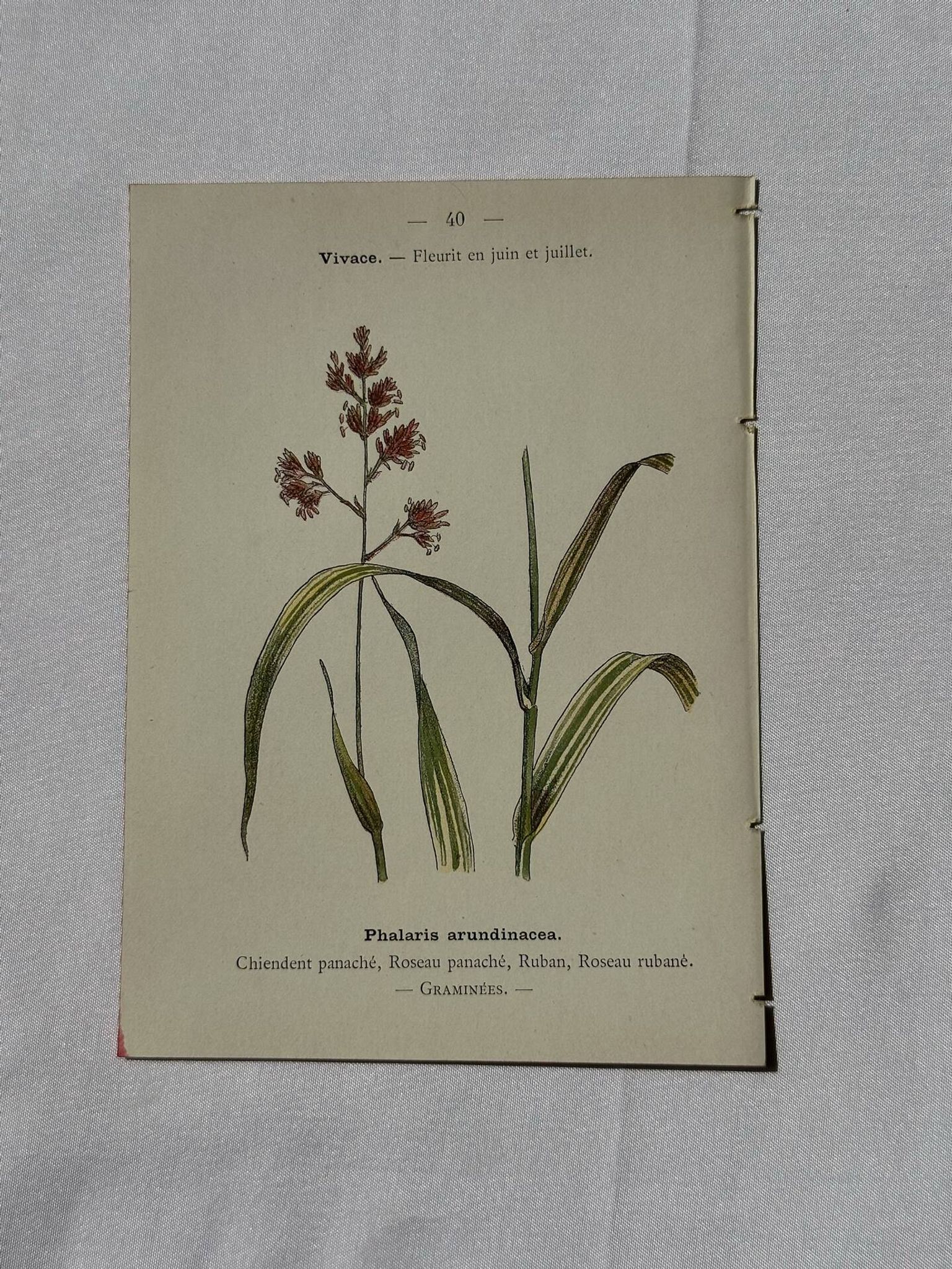 Gravure botanique planche naturaliste fleur Française double face