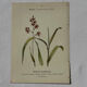 Botanical engraving naturalist plate French flower double-sided