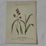 Gravure botanique planche naturaliste fleur Française double face