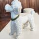 Mid-century poodle