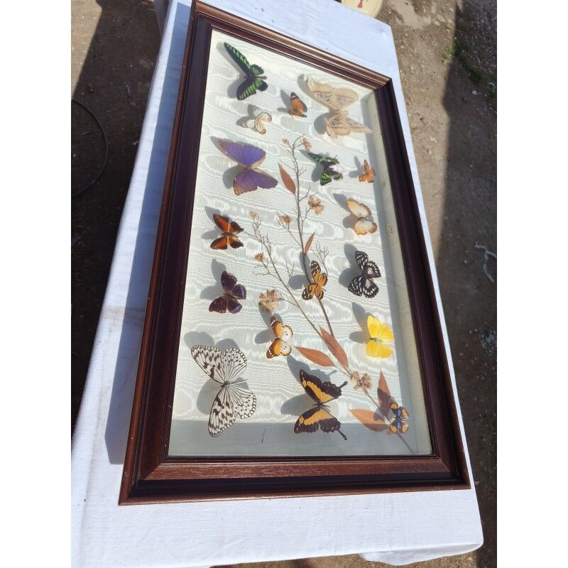 Lot de papillons exotique