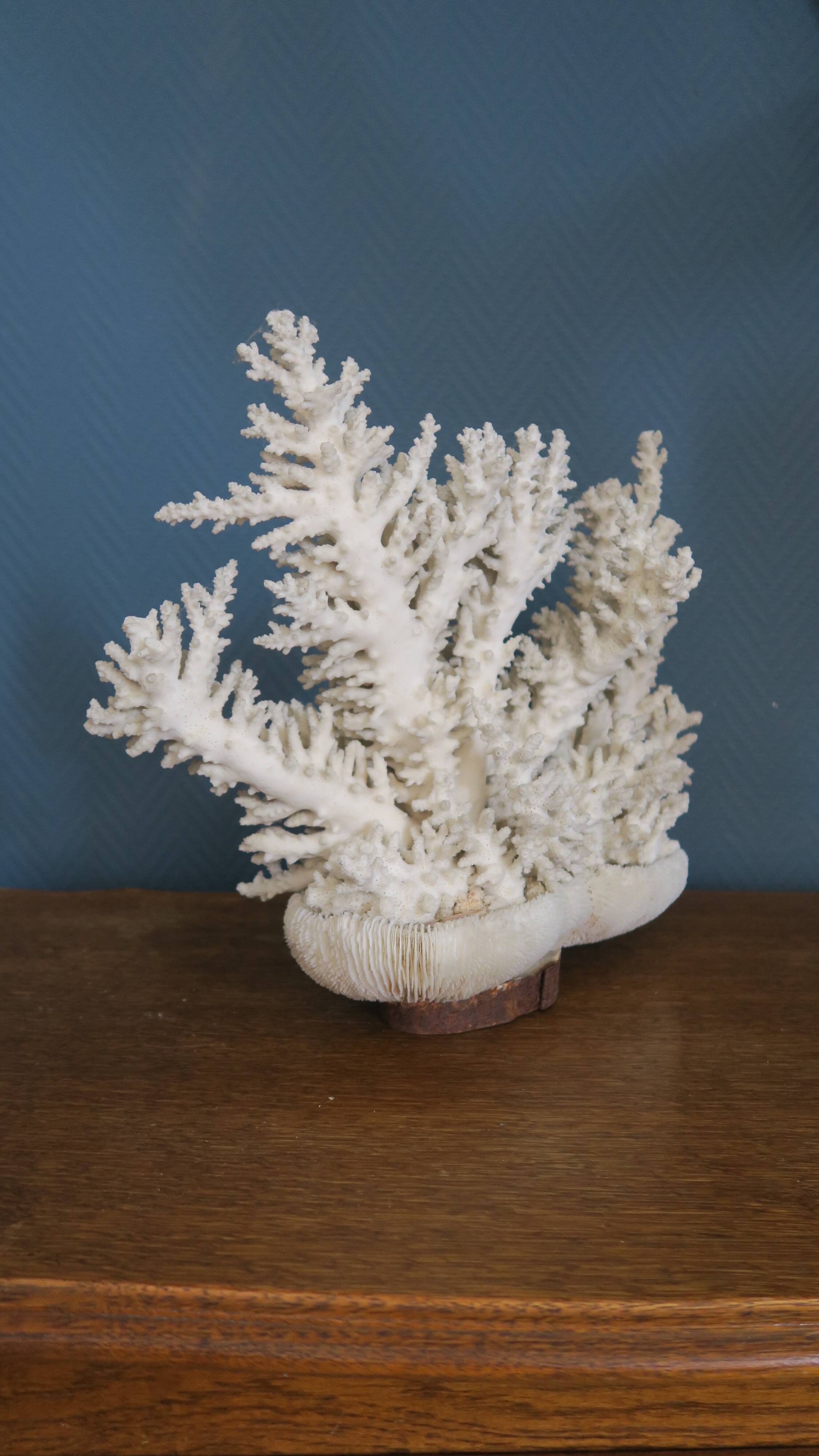 Natural white coral