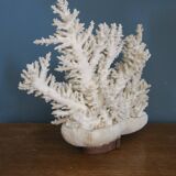 Natural white coral