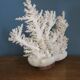 Corail naturel blanc