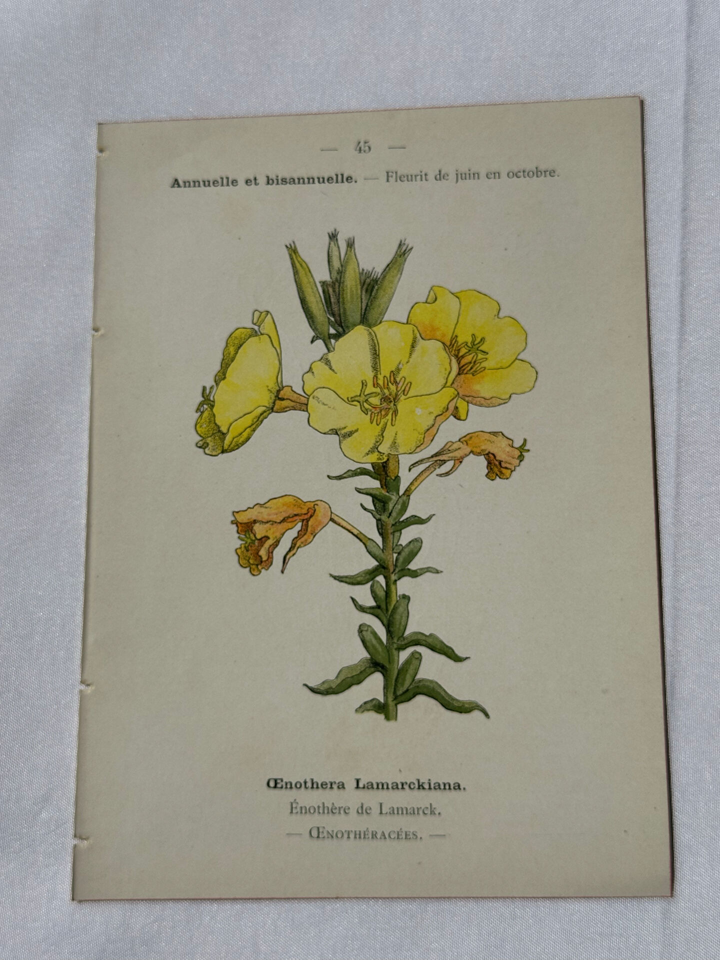 Botanical plate engraving flower France double-sided circa 1800 coloured